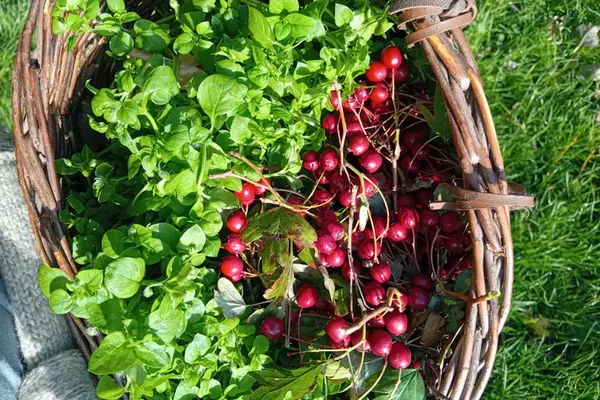 Forage Fine Foods