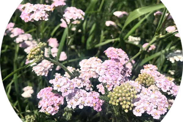 Healing Weeds